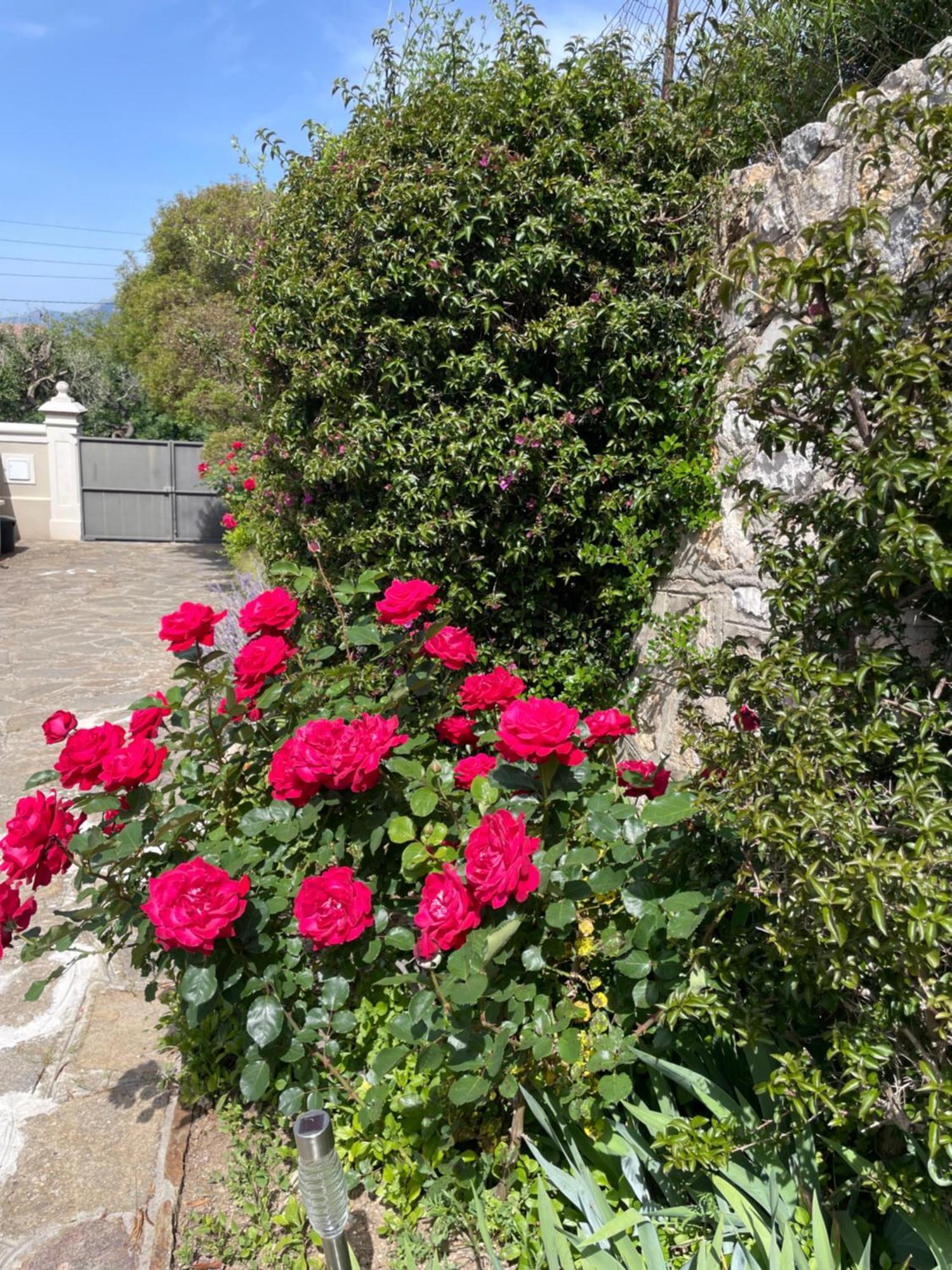 Les Trefles Daire Hyères Dış mekan fotoğraf